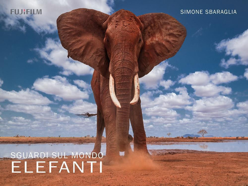 Sguardi sul mondo: elefanti