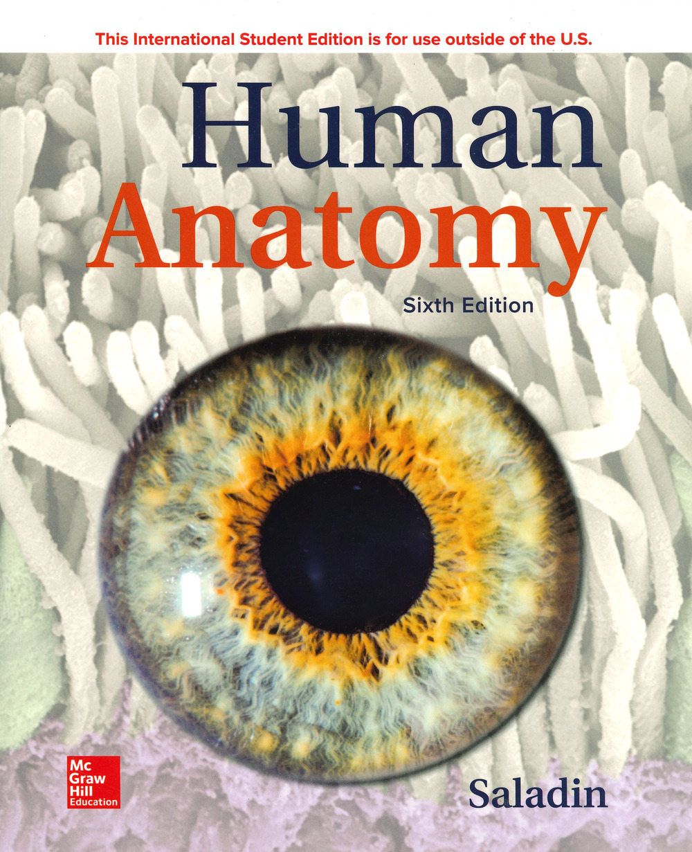 Human anatomy