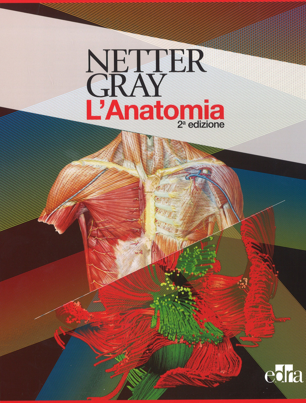 Netter Gray. L'anatomia. La chiarezza e il fascino dell'anatomia: Anatomia del Gray. Le basi anatomiche per la pratica clinica-Atlante di anatomia umana