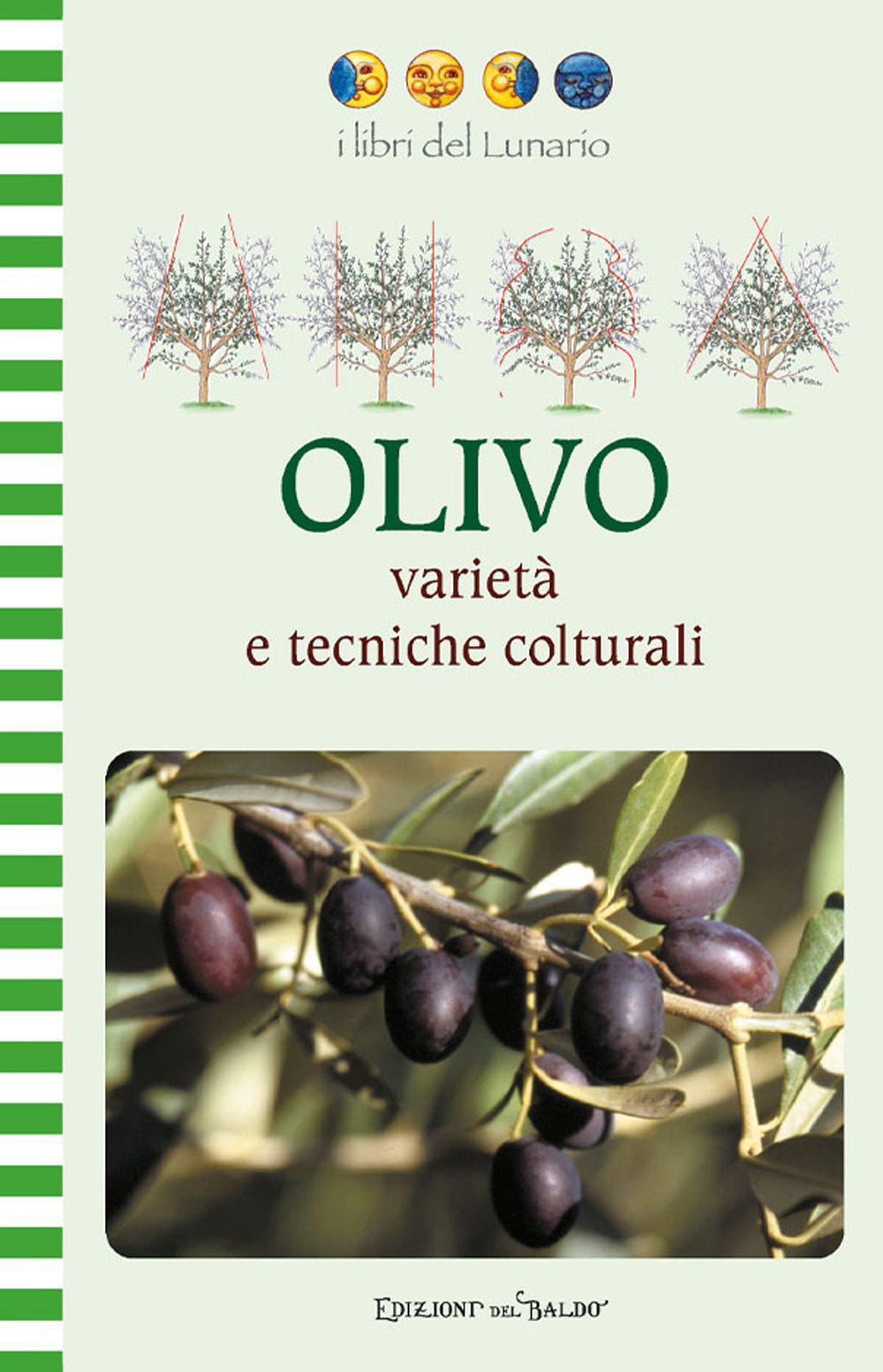 Olivo varietà e tecniche colturali. Ediz. illustrata