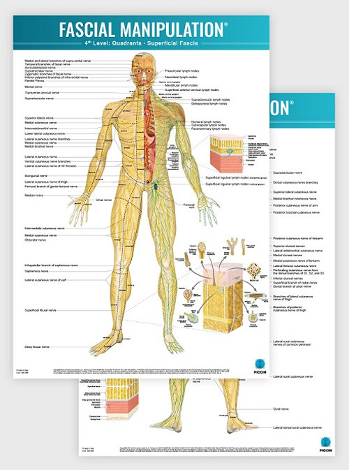 Fascial manipulation. 4th level poster: quadrants-superficial fascia - Stecco - Libro - Piccin-Nuova Libraria