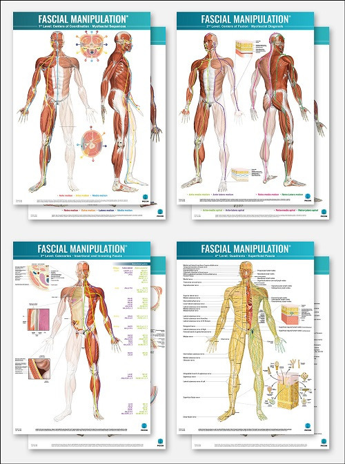 Fascial manipulation. 4 posters package - Stecco - Libro - Piccin-Nuova Libraria