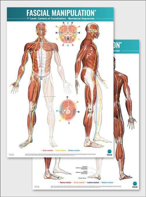 Fascial manipulation. 1st level poster: centers of coordination-myofascial sequences - Stecco - Libro - Piccin-Nuova Libraria