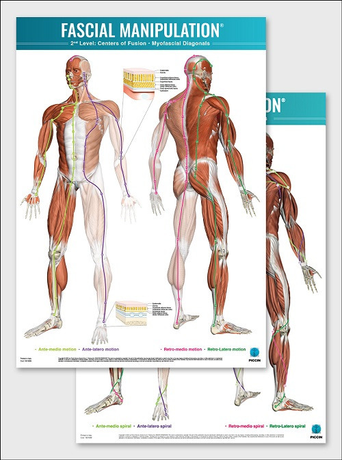 Fascial manipulation. 2nd level poster: centers of fusion-myofascial diagonals - Stecco - Libro - Piccin-Nuova Libraria