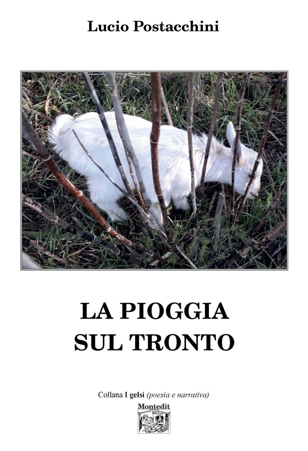 La pioggia sul Tronto - Lucio Postacchini - Libro - Montedit
