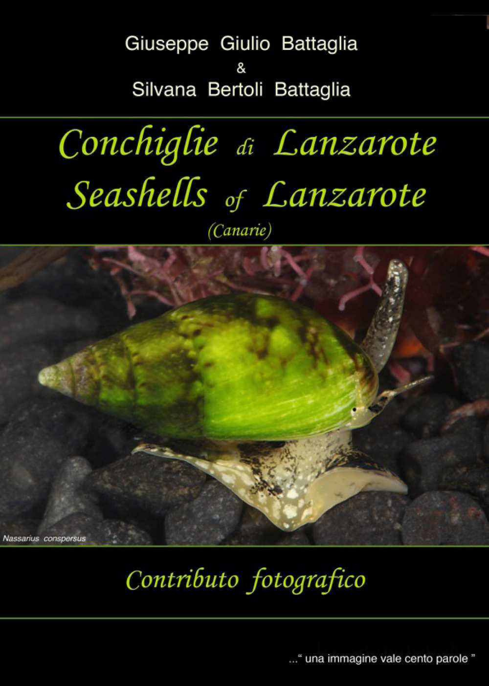 Conchiglie di Lanzarote-Seashells of Lanzarote. Vol. 1 - Giuseppe Giulio Battaglia; Silvana Bertoli Battaglia - Libro - Youcanprint