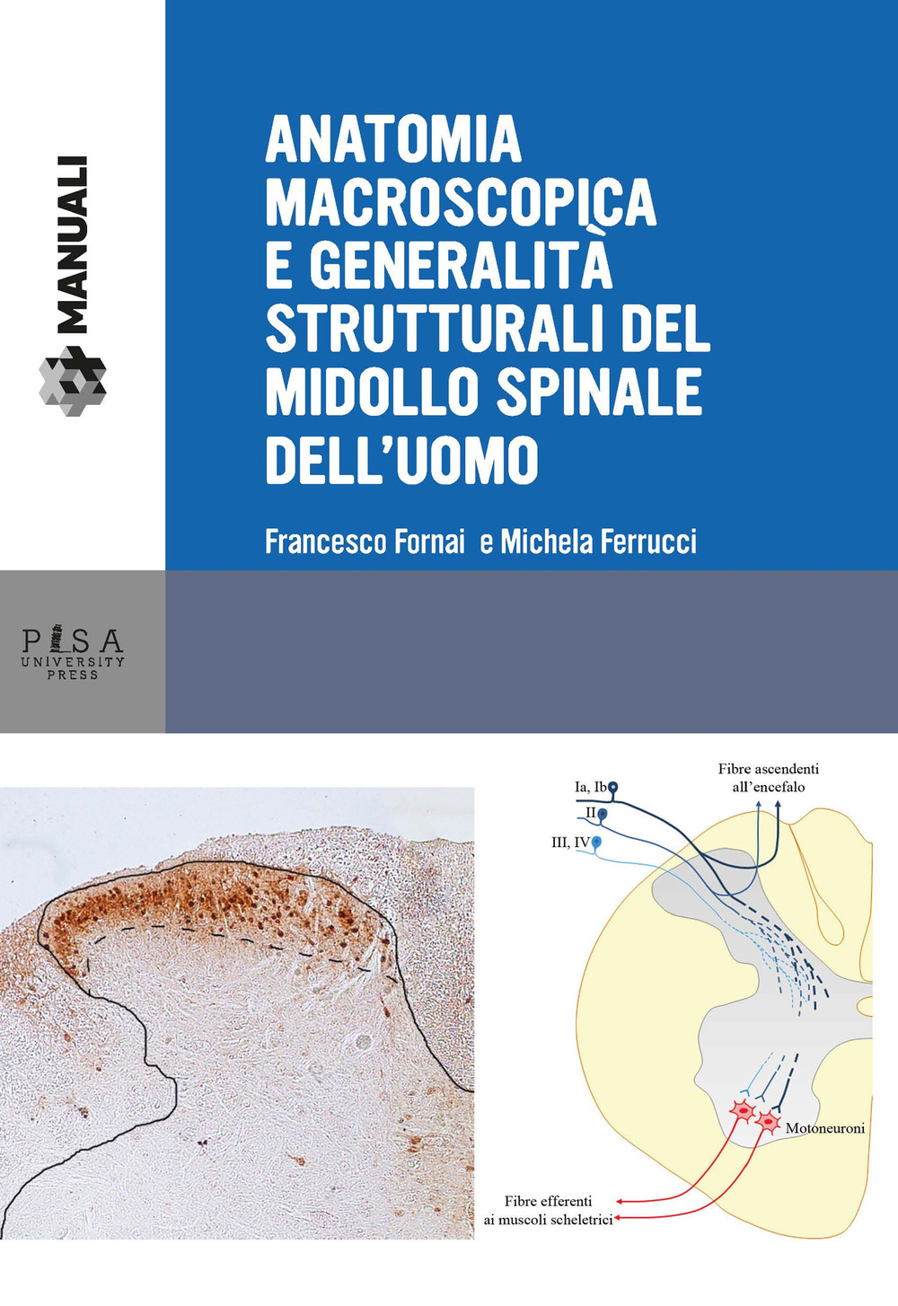 Anatomia macroscopica e generalità strutturali del midollo spinale dell'uomo