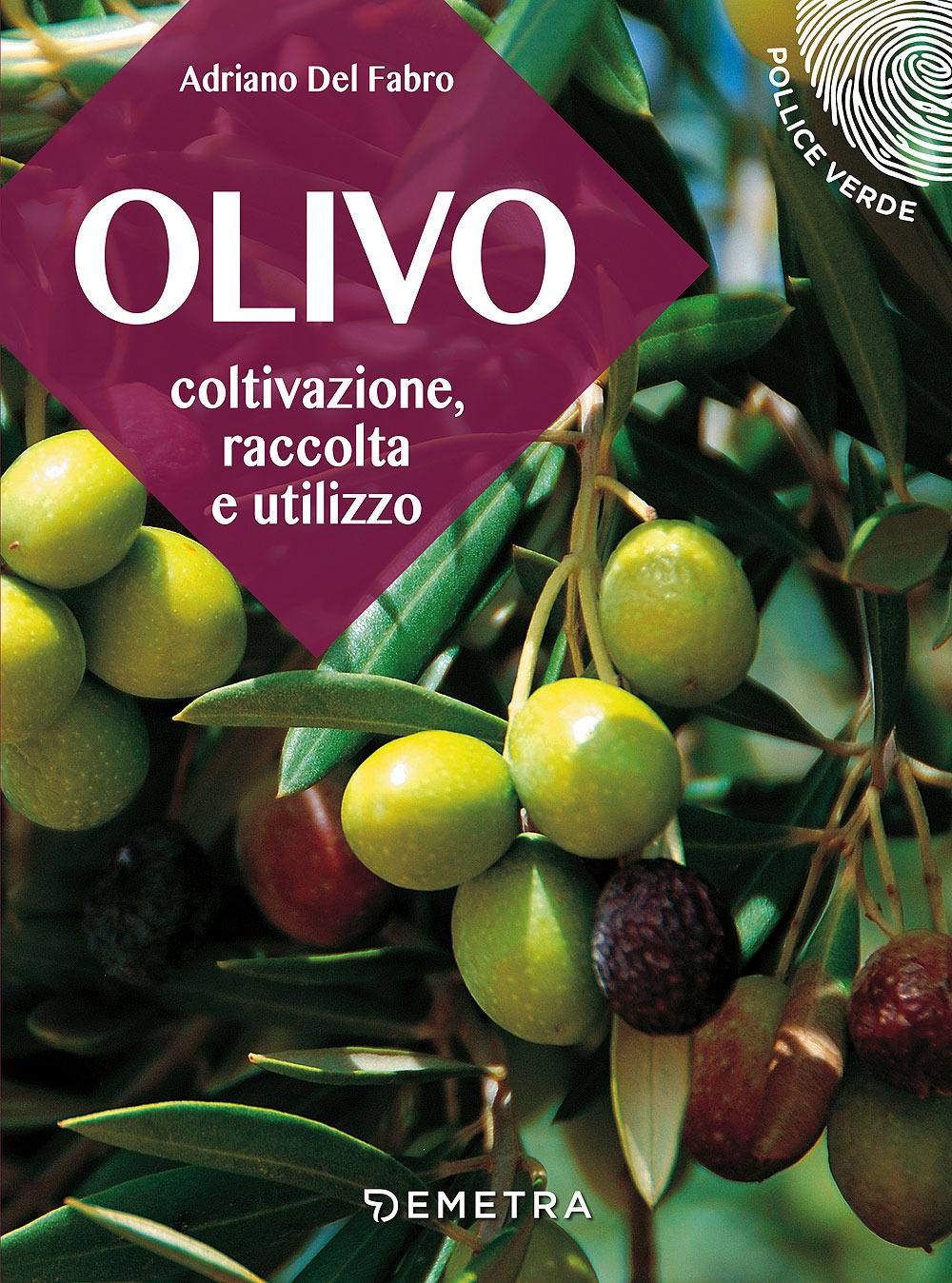 L'olivo. Coltivazione, raccolta e utilizzo