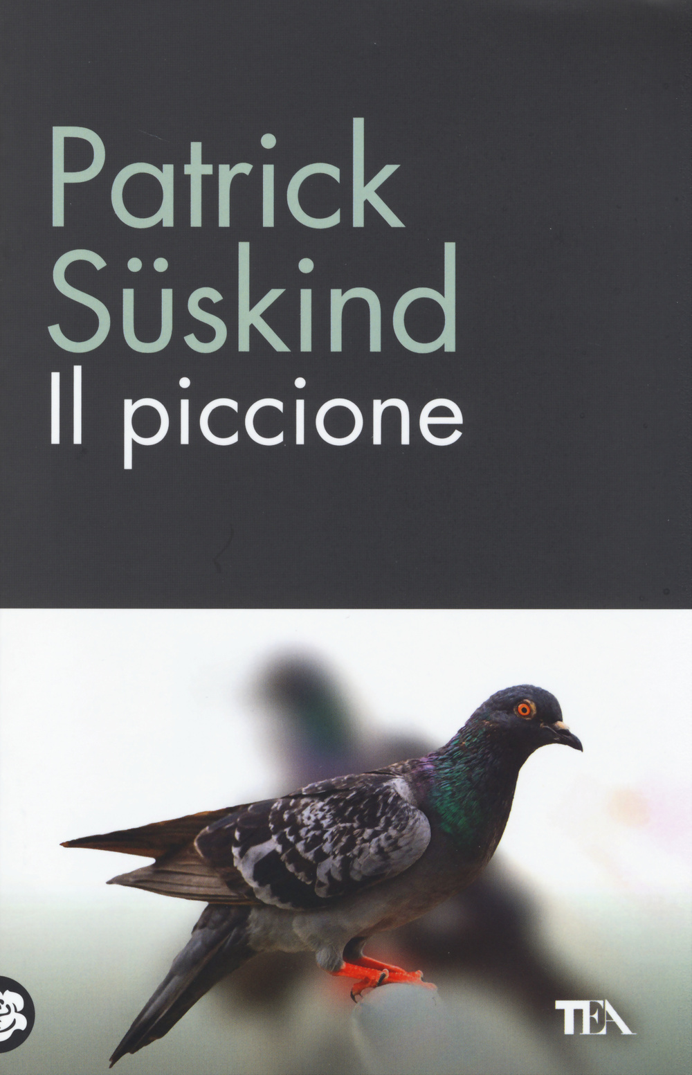 Il piccione