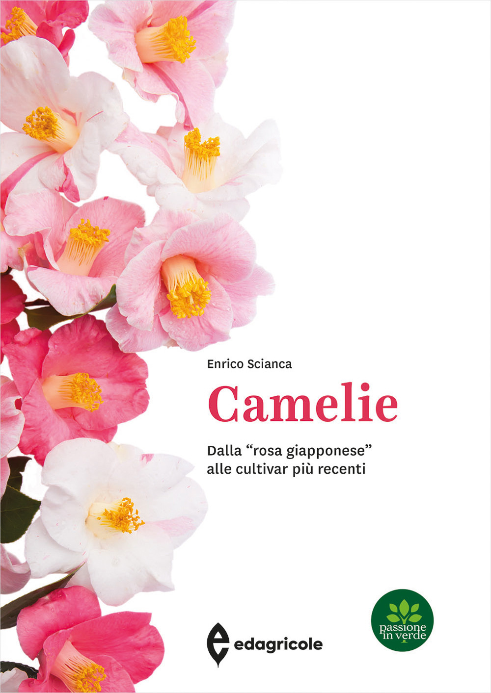 Camelie. Dalla «rosa giapponese» alle cultivar più recenti. Ediz. a colori