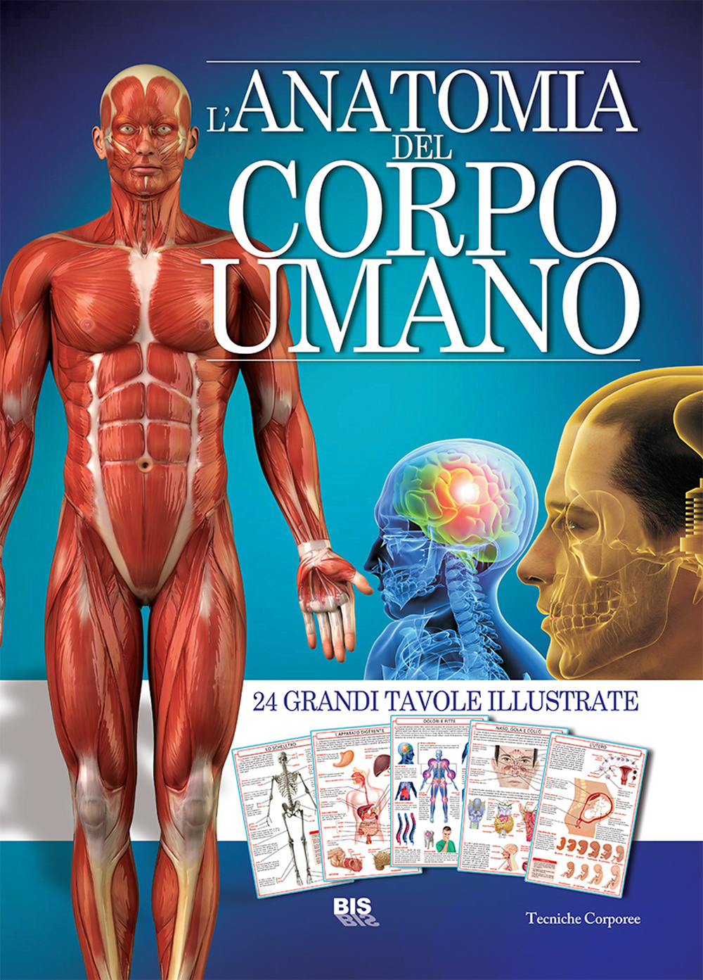 L'anatomia del corpo umano