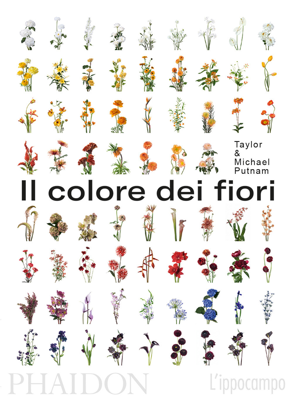 Il colore dei fiori