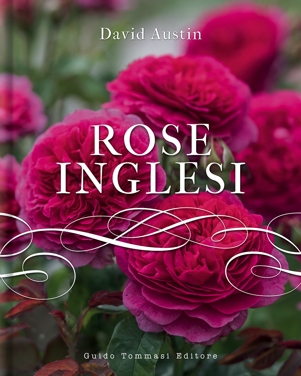 Rose inglesi