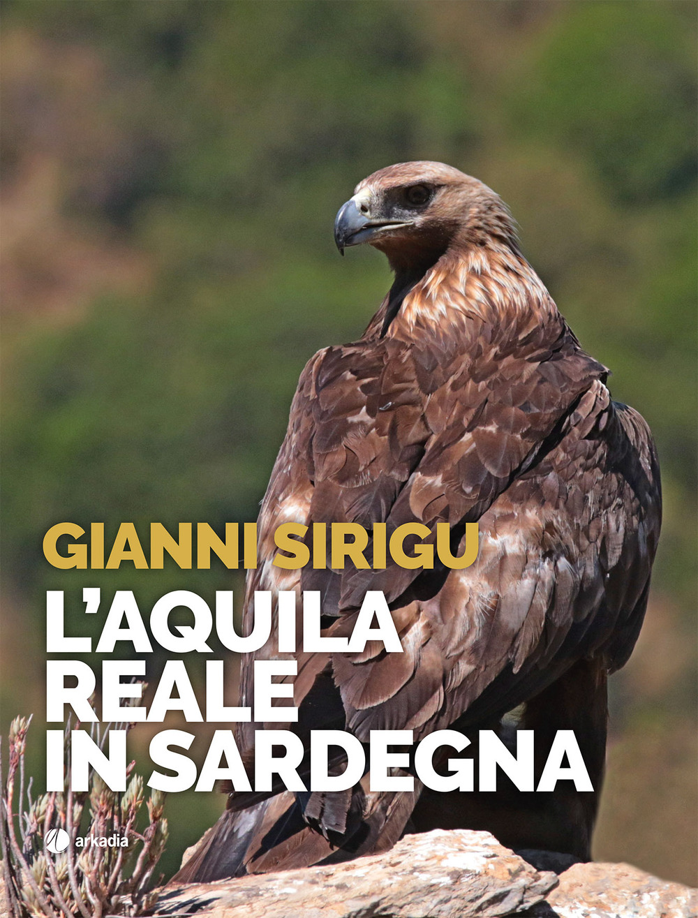 L'aquila reale in Sardegna