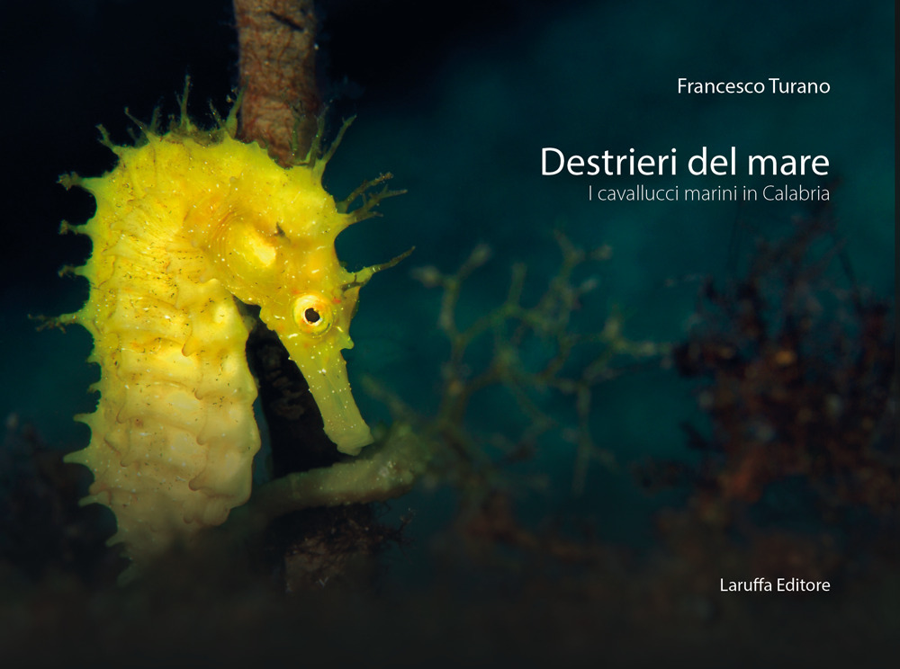 Destrieri del mare. I cavallucci marini in Calabria. Ediz. a colori