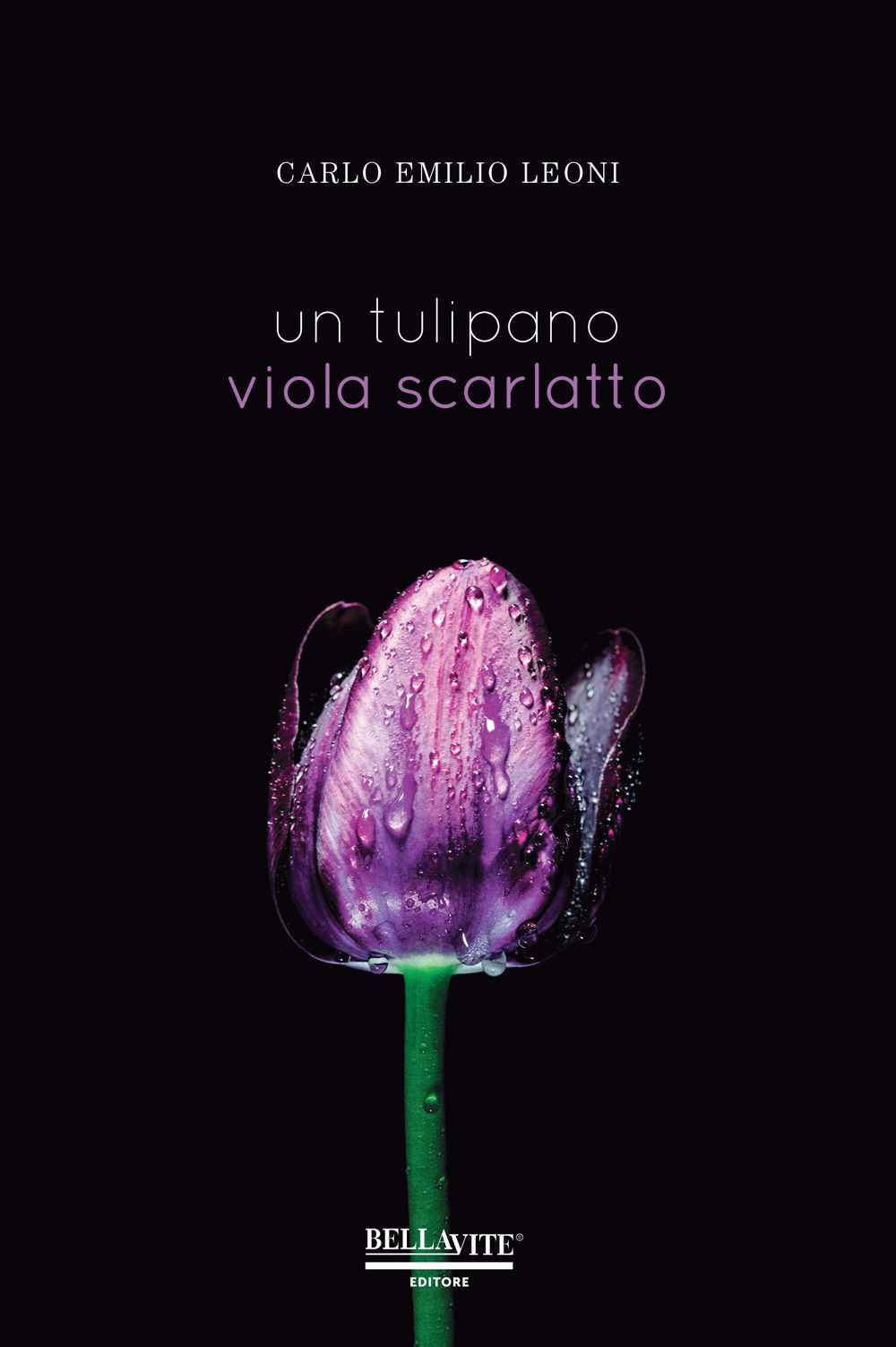 Un tulipano viola scarlatto