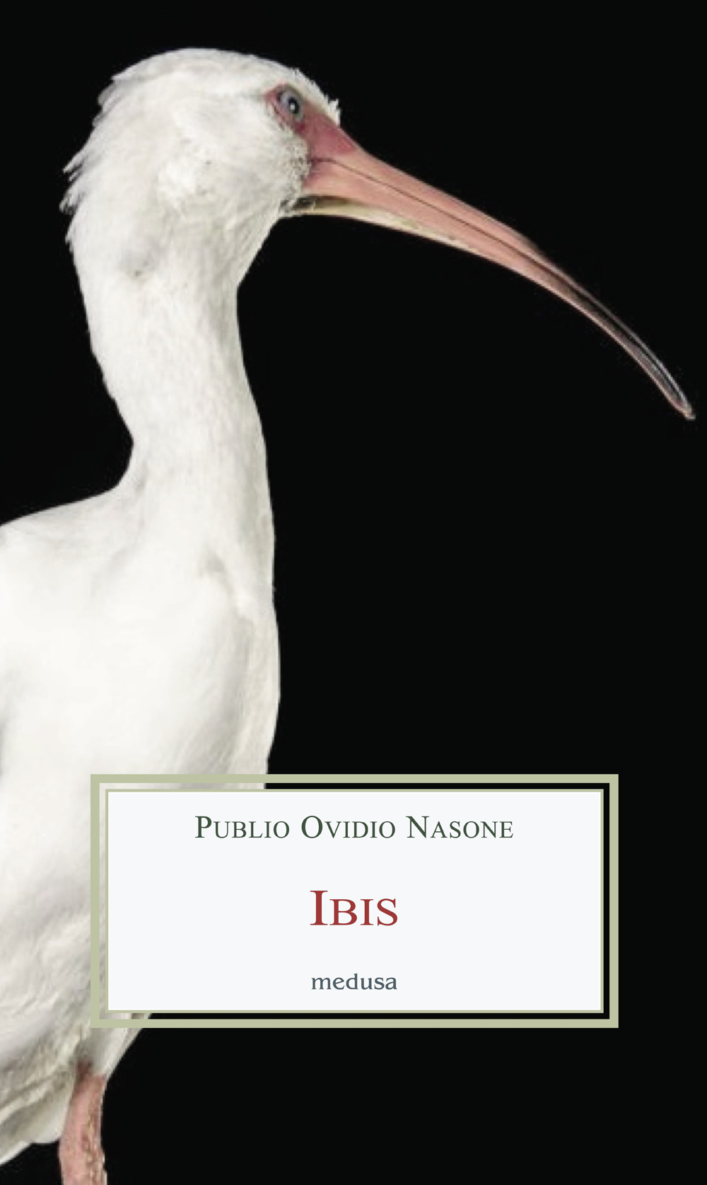 Ibis