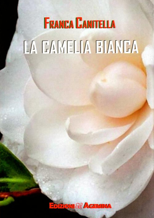 La camelia bianca