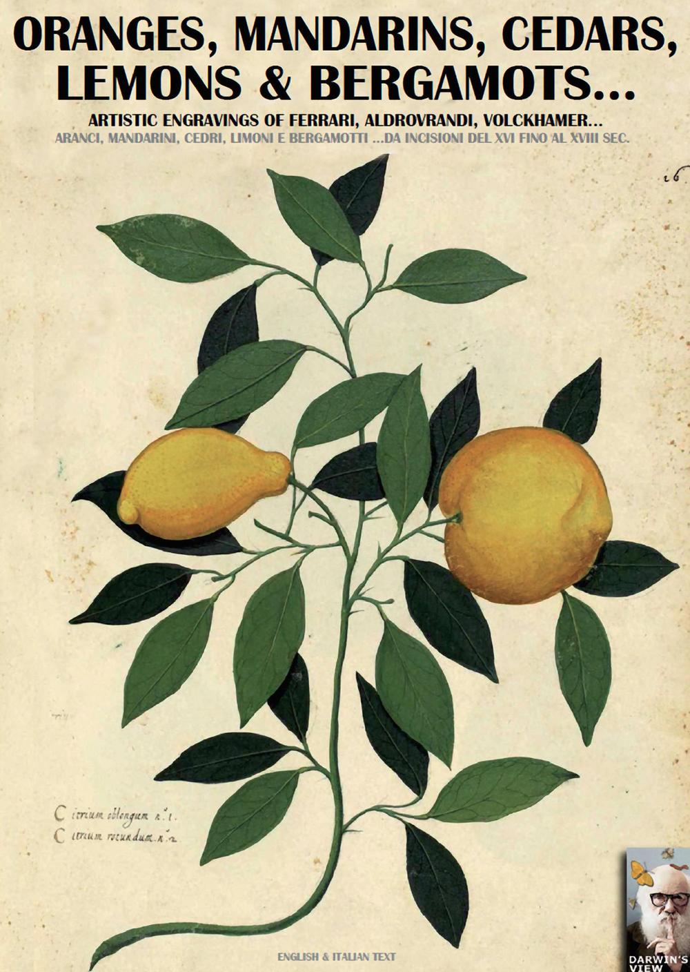 Oranges, mandarins, cedars, lemons & bergamots... Artistic engravings of Ferrari, Aldovrandi, Volckhamer...