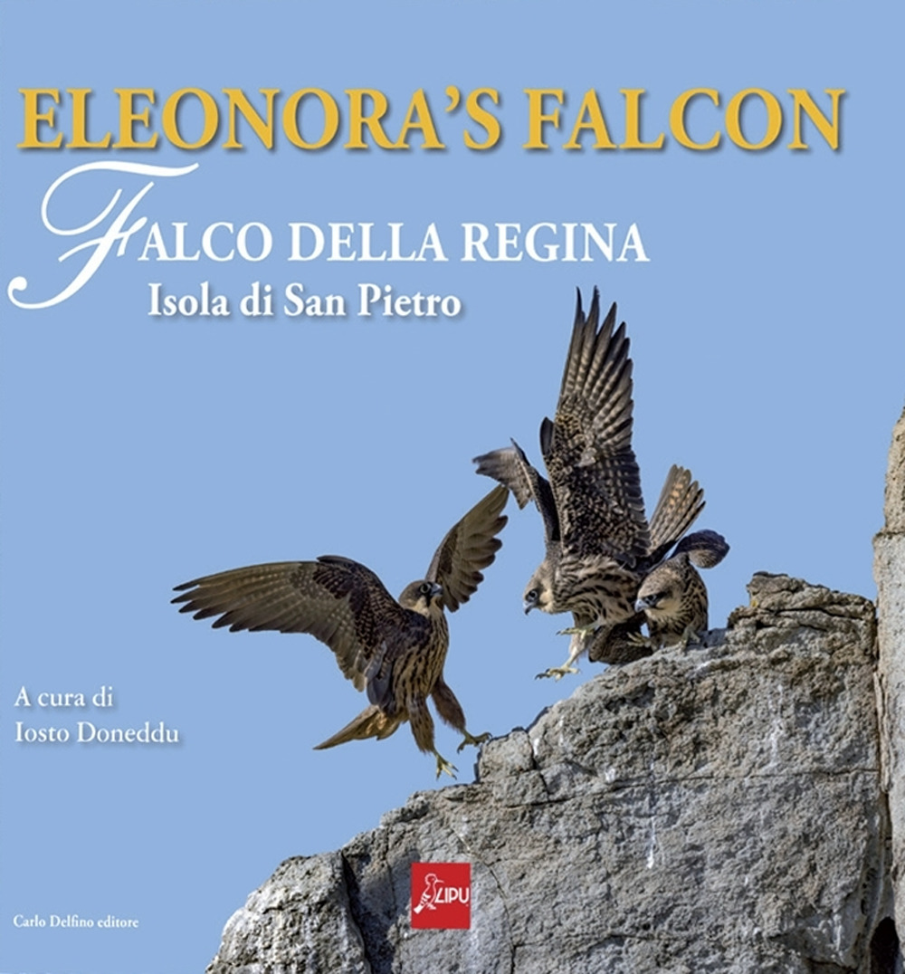 Eleonora's falcon. Falco della regina. Isola di San Pietro. Ediz. a colori