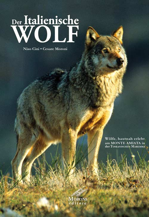 Der Italianische Wolf. Gelebte alltagsleben der apenninischen Wölfe am Monte Amiata in der Toskanischen Maremma
