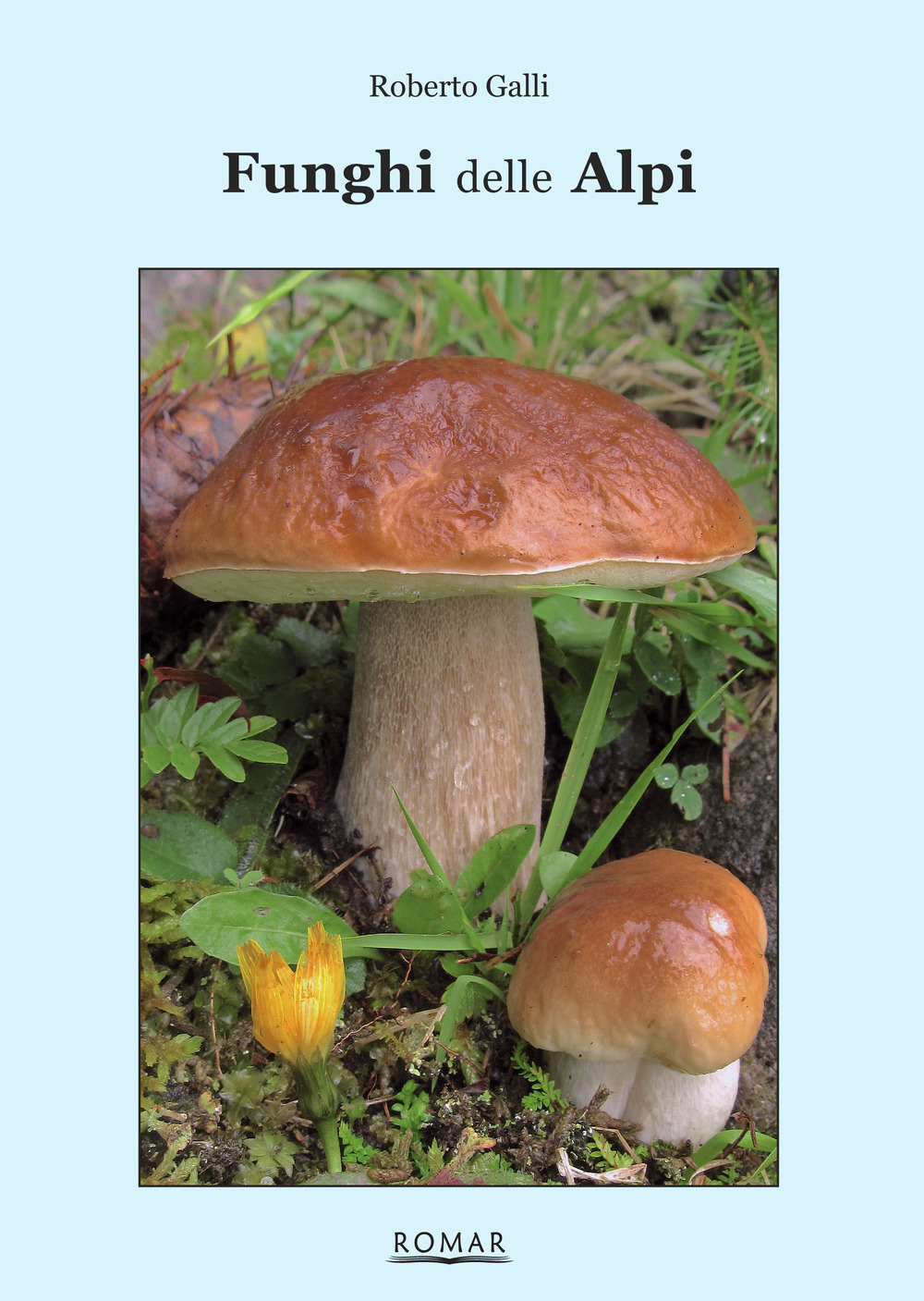 Funghi delle Alpi