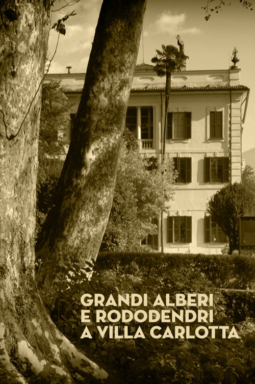 Grandi alberi e rododendri a Villa Carlotta