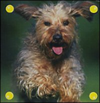Il cane