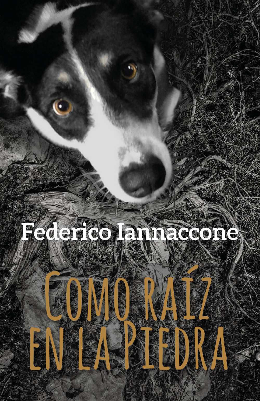 Como raíz en la piedra