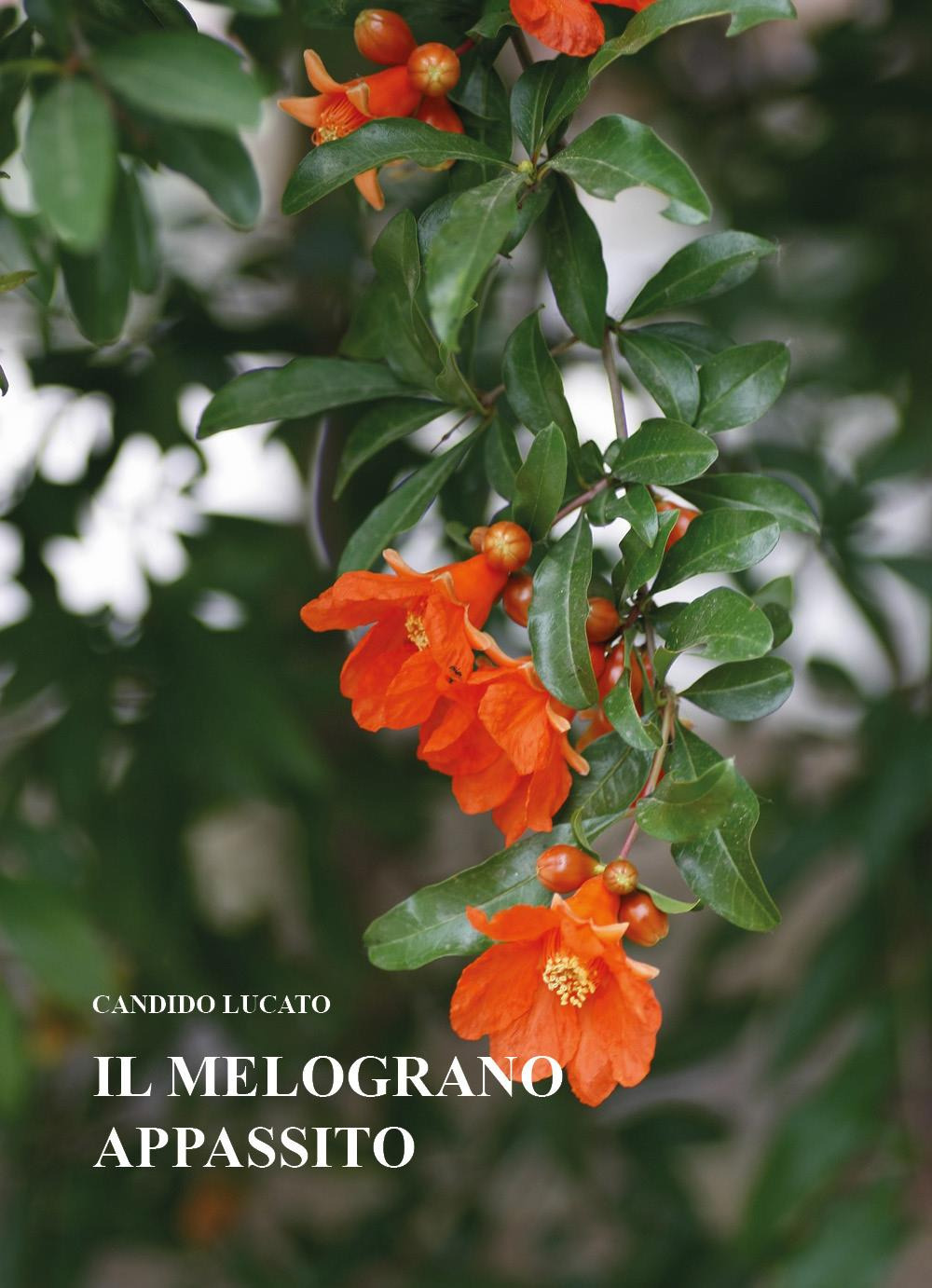 Il melograno appassito