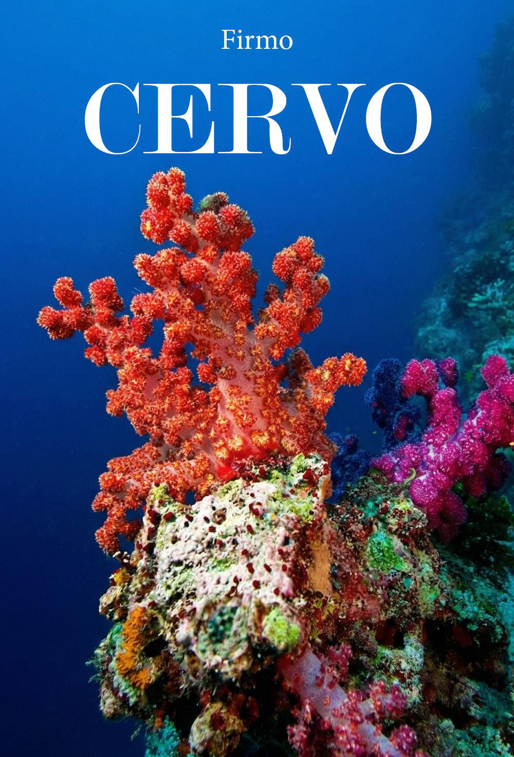 Cervo