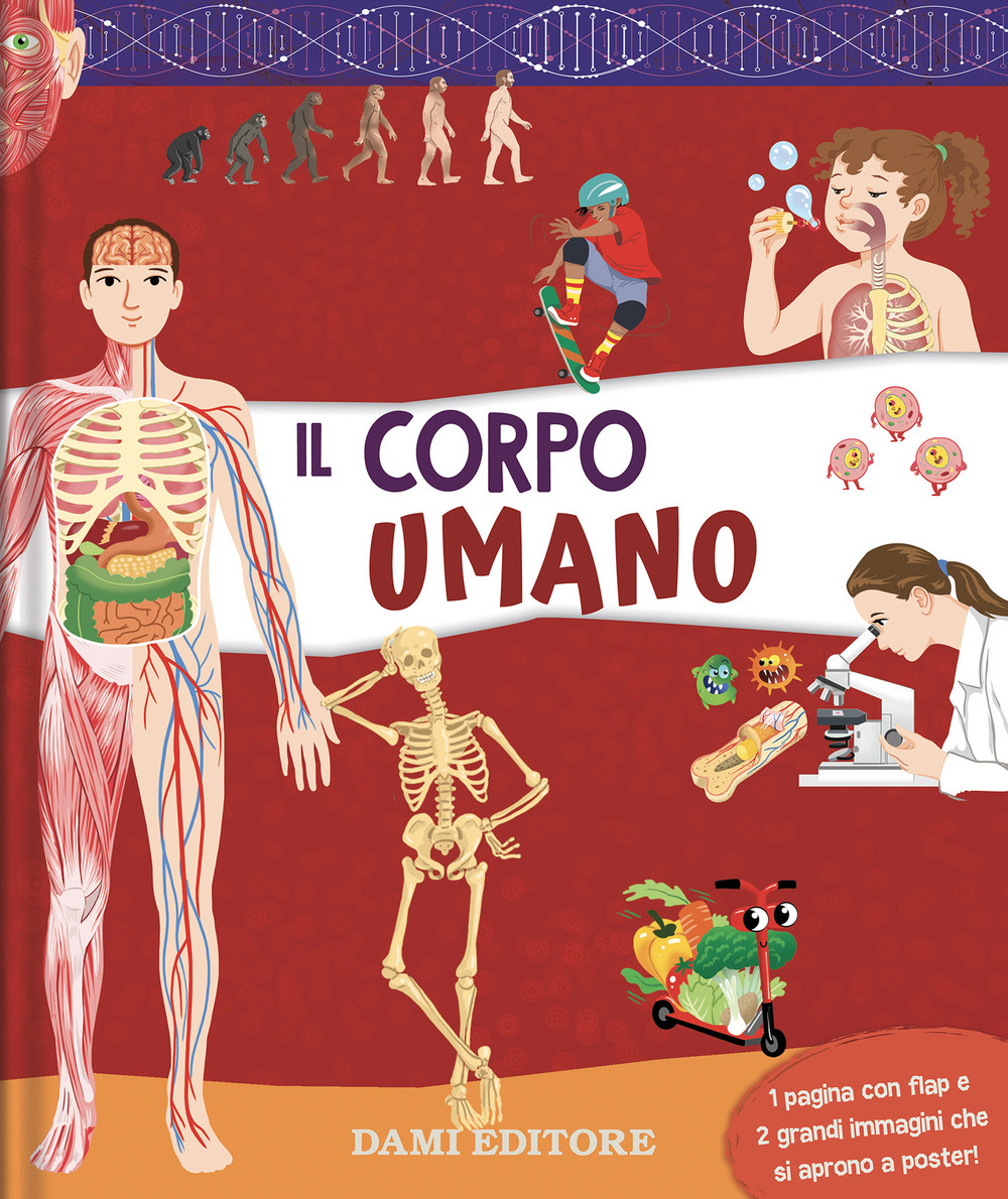 Il corpo umano. Ediz. a colori